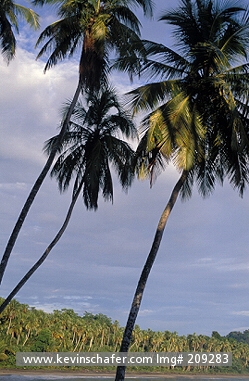 COSTA RICA, CAHUITA: Beach at Cahuita National Park, trees with green shoreline in distance, Costa Rica.
