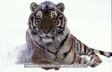 TIGER, SIBERIAN: (Panthera tigris altaica)  Portrait of the endangered Siberian tiger in the snow.