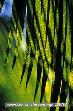 AUSTRALIA: Australia, Lord Howe Island (World Heritage Site), New South Wales, Detail of a kentia palm leaf (Howea fosteriana), Endemic to the island.