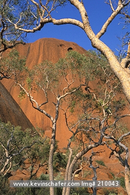 AUSTRALIA: Australia, Desert bloodwood trees (Eucalypyus centralis)  framing the giant sandstone massif of Ayers Rock, also known as Uluru.