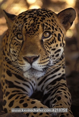 JAGUAR: (Panthera onca) Portrait, Central and South America