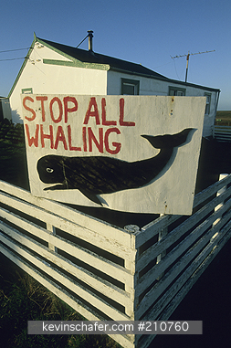 FALKLAND ISLANDS: Falkland Islands, Sea Lion Island, Anti-whaling sentiment, Many residents oppose whaling in Falkland waters.
