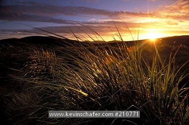 FALKLAND ISLANDS: Falkland Islands, New Island, Sunset in summer, Tussac grass and setting sun.