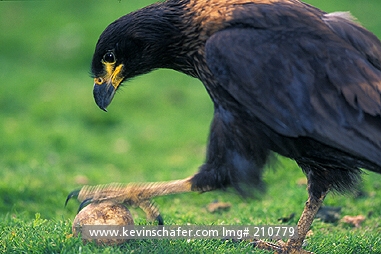 HAWK, CARACARA, STRIATED:  Johnny Rook or Striated Caracara (Phalcoboenus australis)  Falkland Islands,  breaking into penguin egg.     