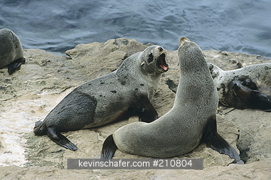SEAL, FALKLANDS FUR: (Arctocephalus australis australis)  Falkland Islands, New Island, Female in colony.