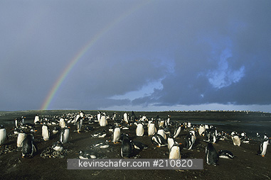 PENGUINS, GENTOO: (Pygoscelis papua)  Falkland Islands, sea Lion Island, Gentoo penguins after rain storm, rainbow.