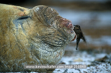 SEAL, SOUTHERN ELEPHANT: (Mirounga leonina)  Falkland Islands, Sea Lion Island, Tussockbird picks at the nose of a southern elephant seal.
