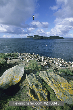 FALKLAND ISLANDS: Falkland Islands, New Island, North End, Coastline with nesting albatross.