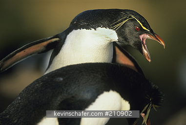 PENGUIN, ROCKHOPPER: (Eudyptes chrysocome)  Falkland Islands, Bleaker Island, Rockhopper penguins engaged in courtship.