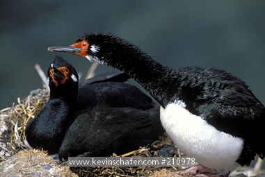 CORMORANT (SHAG), Rock: (Phalacrocorax magellanicus)  Falkland Islands, Bleaker Island, Nesting pair of rock cormorants.