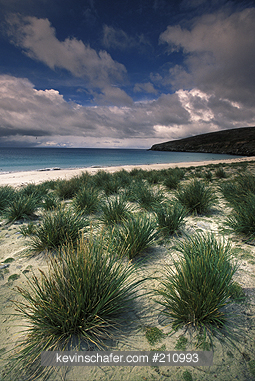 FALKLAND ISLANDS: Falkland Islands, New Island, Native tussock grass on beach.