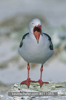 GULL, DOLPHIN: (Larus scoresbii)  Falkland Islands, Sea Lion Island, Yawning adult dolphin gull.