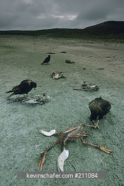 PENGUIN, GENTOO: (Pygoscelis papua)  Falkland Islands, Massive 2002 die-off of gentoo penguins, striated caracaras scavenging.