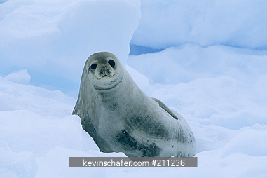 SEAL, WEDDELL: (Leptonychotes weddelli) resting on iceberg, Antarctic Peninsula, Antarctica, December.