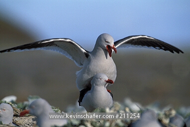 GULL, DOLPHIN: (Larus scoresbii)  Falkland Islands, Sea Lion Island, Mating pair of dolphin gulls.