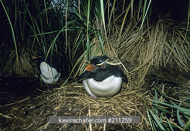 PENGUIN, ROCKHOPPER: (Eudyptes chrysocome)  Falkland Islands, New Island, Rockhopper penguins nesting in tussac.