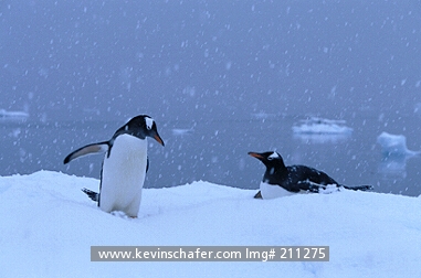 PENGUIN, GENTOO: (Pygoscelis papua)  Antarctica, Antarctic Peninsula, Walking in snowfall on iceberg.