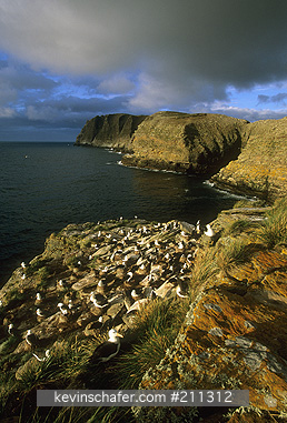 ALBATROSS, Black-browed: (Diomedea melanophris)  Falkland Islands, New Island, Nesting colony of black-browed albatrosses on cliffs.