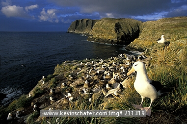 ALBATROSS, BLACK-BROWED: (Diomedea melanophris)  Falkland Islands, New Island, Nesting colony of black-browed albatrosses.