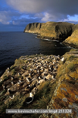 ALBATROSS, BLACK-BROWED: (Diomedea melanophris)  Falkland Islands, New Island, Nesting colony of black-browed albatrosses.