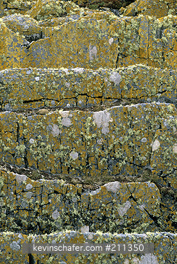 FALKLAND ISLANDS: Falkland Islands, Sea Bay, Detail of lichen and rocks.