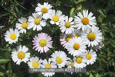 FLOWERS: Falkland Islands, Bleaker Island, Cluster of European daisies (Bellis perennis).