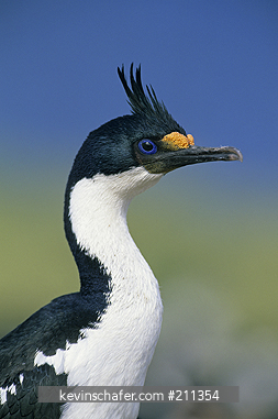 CORMORANT, IMPERIAL: (Phalacrocorax atriceps albiventer) Bleaker Island, Falkland Islands, December.