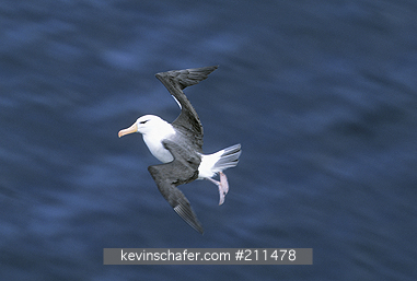 ALBATROSS, Black-browed: (Diomedea melanophris)  Falkland Islands, Black-browed albatross in flight.