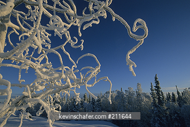 CANADA, ARCTIC: Northwest Territories, Great Slave Lake area, winter landscape, January.