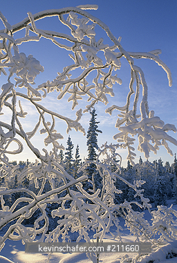 CANADA, ARCTIC: Northwest Territories, Great Slave Lake area, winter landscape, January.