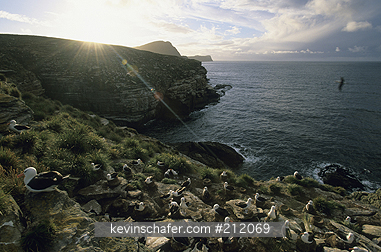 FALKLAND ISLANDS: Falkland Islands, New Island, Black-browed Albatross colony at sunset.