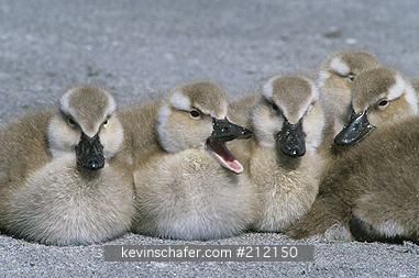 DUCK, Falkland Flightless Steamer: Falkland Islands, Sea Lion island, Chicks resting on beach.