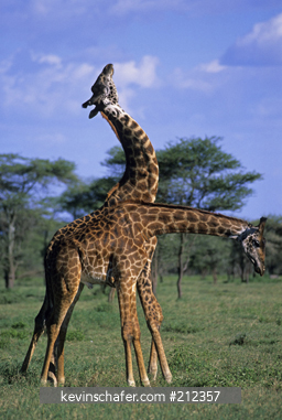 GIRAFFES: Giraffe  (Giraffa camelopardalis) Males sparring (necking), Ngorongoro Conservation area, Tanzania.
