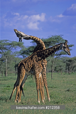 GIRAFFES, MASAI: Giraffe  (Giraffa camelopardalis) males sparring (necking), Serengeti National Park, Tanzania.