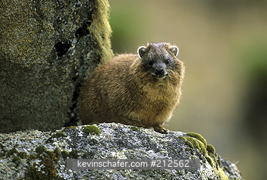 HYRAX, ROCK: (Procavia capensis)  Kenya, Mt, Kenya National Park, Teleki Valley, Rock hyrax at 3500 meters.