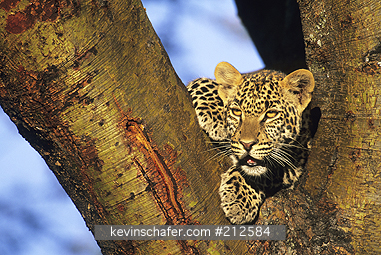 LEOPARD: (Panthera pardus)   Tanzania, Serengeti National Park, Young male in tree.