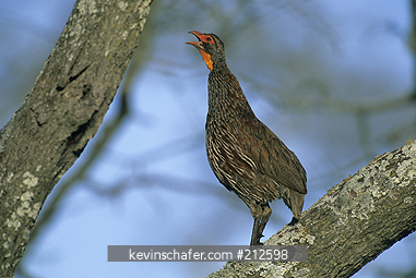 SPURFOWL, GREY-BREASTED: (Francolinus rufopictus) Singing in tree at dawn, Serengeti National Park, endemic to Tanzania.