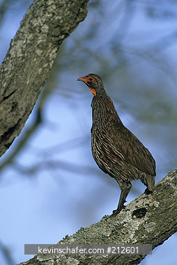 SPURFOWL, GREY-BREASTED: (Francolinus rufopictus) Singing in tree at dawn, Serengeti National Park, endemic to Tanzania.