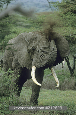 ELEPHANTS, AFRICAN: (Loxodonta africana) large Male dusting himself, Serengeti National Park, Tanzania.