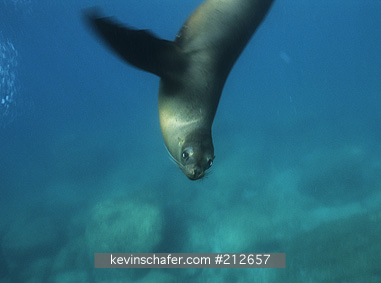 SEA LION, CALIFORNIA: (Zalophus californianus)  Mexico, Los Isoltes, Sea of Cortez, Baja California,  California sea lion playing underwater.