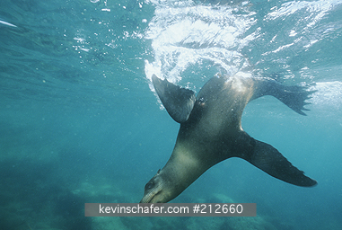 SEA LION, CALIFORNIA: (Zalophus californianus)  Mexico, Baja California, Sea of Cortez, Los Islotes, California sea lion swimming underwater.