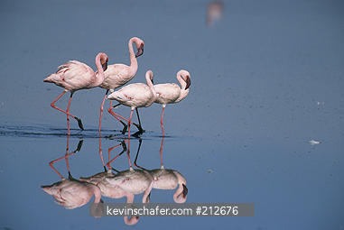 FLAMINGO, LESSER: (Phoenicopterus minor) Courtship March, Lake Nakuru National Park, Kenya.