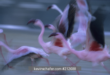 FLAMINGO, LESSER: (Phoenicopterus minor) taking off in flight, Lake Nakuru National Park, Kenya.