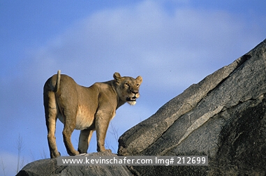 LION, AFRICAN: (Panthera leo)  Tanzania, Serengeti National Park, Female lion climbing Kopjes.
