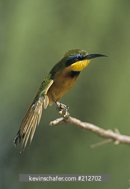 BEE-EATER, LITTLE: (Merops pusillus) Stretching wing, Samburu National Park, North Kenya.