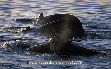 WHALE: (Globicephalus macrorhynchus) Short-finned Pilot Whale, in Sea of Cortez, Baja California, Mexico.