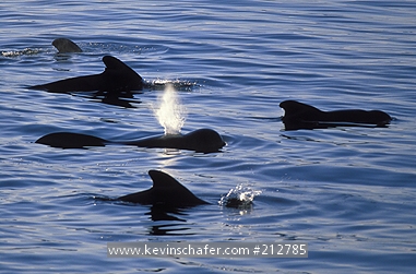 WHALE: (Globicephalus macrorhynchus) Short-finned Pilot Whale, in Sea of Cortez, Baja California, Mexico.