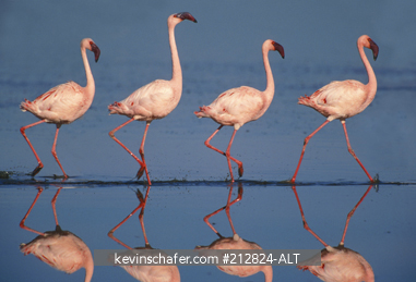 FLAMINGO, LESSER: (Phoenicopterus minor) Courtship March, Lake Nakuru National Park, Kenya.  (MINOR DIGITAL RETOUCHING USED TO REMOVE BIRDS IN BACKGRUND)