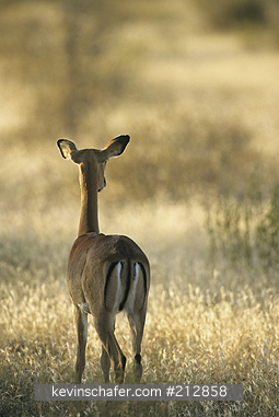 IMPALA: (Aepyceros melampus)  Kenya, Samburu National Park, Impala in long grass.