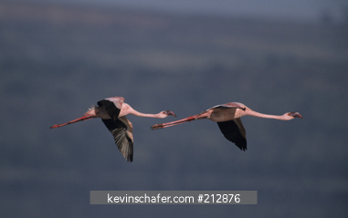 FLAMINGO, LESSER: (Phoenicopterus minor) Lake Bogoria National Park, Kenya.